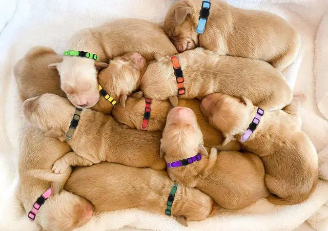 Alt view image 6 of 7 - 20 Pack Puppy Collars for Small Puppies Litter Safety Buckle Soft Nylon Whelping Collars Newborn Puppy Collars for Litter Puppies Collars(S)