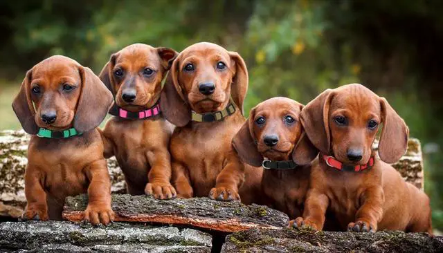 Alt view image 7 of 7 - 20 Pack Puppy Collars for Small Puppies Litter Safety Buckle Soft Nylon Whelping Collars Newborn Puppy Collars for Litter Puppies Collars(S)