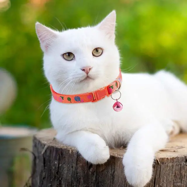 Alt view image 6 of 7 - Frienda 6 Pack Cat Collars with Bells Breakaway Cats Collar Adjustable 8.27 to 13.39 Inches Safety Buckle Cute Pets Collar for Adult Cats and Small Dogs(Pink, Green, Red, Light Red, Yellow)