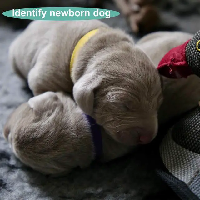 Alt view image 6 of 7 - Luter 15 Colors 20x1cm Puppy Collars, Soft Adjustable Whelping Collars | Fit for Puppy ID Collars for Newborn Dog Kittens for Pet