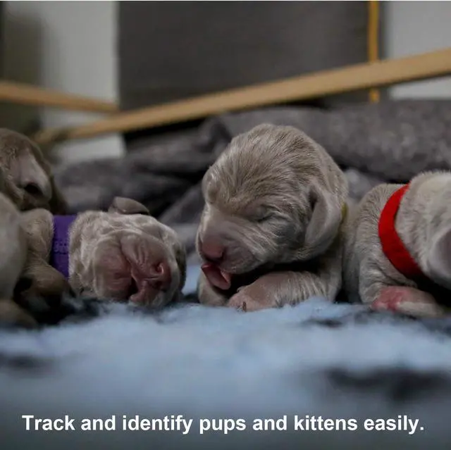 Alt view image 7 of 7 - Luter 15 Colors 20x1cm Puppy Collars, Soft Adjustable Whelping Collars | Fit for Puppy ID Collars for Newborn Dog Kittens for Pet