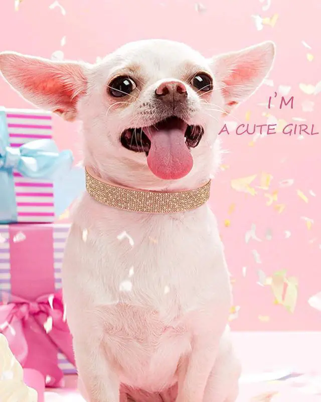 Alt view image 5 of 6 - Dog Collar for Small Dogs, Adjustable Leather Suede Bling Dog CollarsPink Dog Collar Cat Collar, Rhinestone Dog Collar(S, Pink)