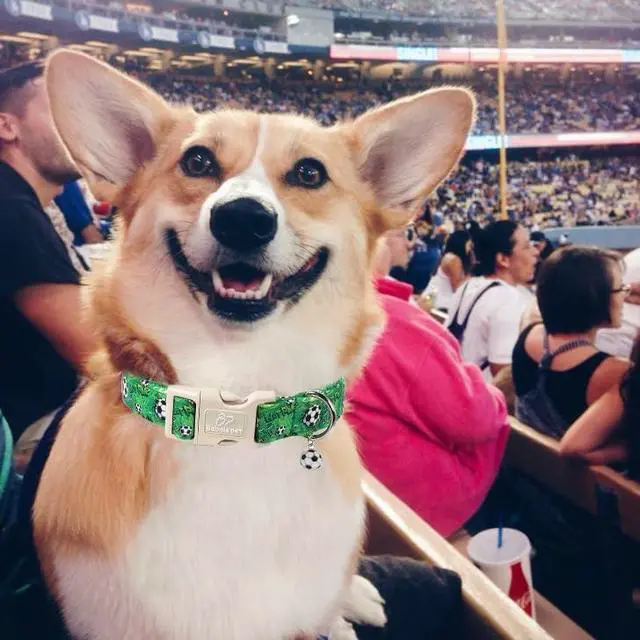 Alt view image 2 of 7 - Soccer Dog Collar, Cute Boy Dog Collars for Puppy Small Dogs - Green Sports Themed Cotton Male Dogs Collar, Soft Adjustable Daily Pet Collars with Quick Release Buckle XS