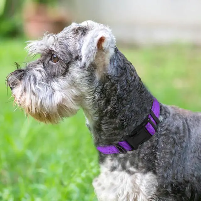 Alt view image 2 of 6 - Joytale Reflective Dog Collar, Adjustable Neoprene Padded, Purple M | Breathable Nylon for Medium Dogs, No Chafing on Walks and Backyard Play, All-Day Comfort, Metal D-Ring, Night Safety
