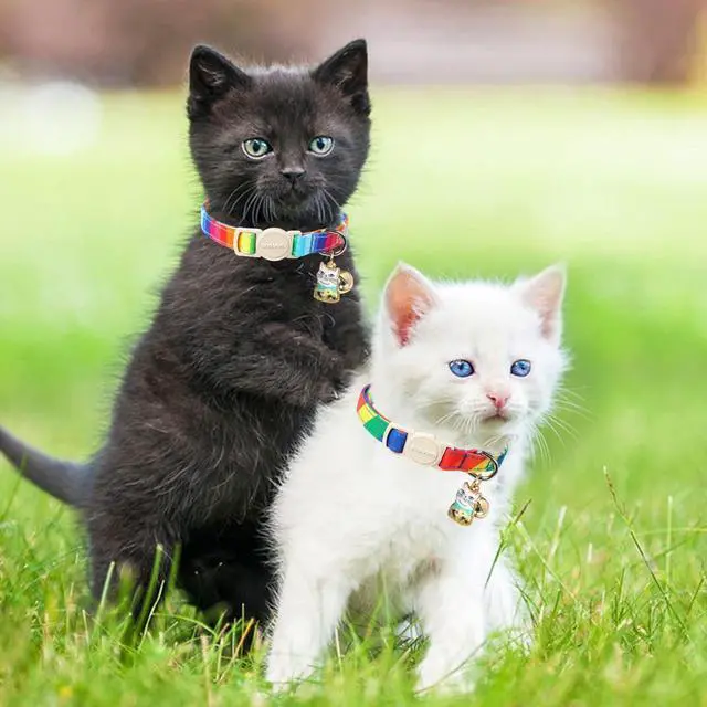 Alt view image 5 of 5 - Cat Collar,2 Pack LGBT Cat Collars Breakaway with Bell, DOGWONG Safety Buckle Cat Collar for Girl Boy Cats and Small DogsAdjustable Kitten Collar 7-12 Inch,Pet Supplies Accessories