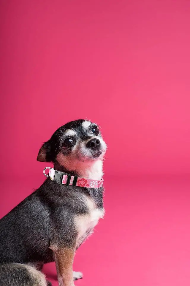 Alt view image 3 of 5 - Dog Collar, Cute Floral Pattern, Soft and Adjustable Collar with Quick Release Buckle (XS (Neck 9-13", Width 3/8"), Hawaiian Pink)