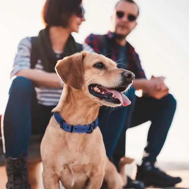 Alt view image 7 of 7 - Fida Padded Dog Collar for Small Dogs with Metal Belt Buckle, Blue | Soft Neoprene Padded for Extra Comfort, Durable Nylon Webbing, Adjustable Fit, Reflective Stitching for Night Safety