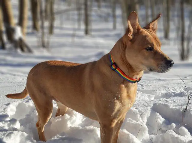 Alt view image 6 of 6 - Native Pup Rainbow Flag Dog Collar Gay Pride Stuff for Parade, LGBTQ Flags Equality Pet Apparel Decor Gift and LGBT Ally Accessories (Small)