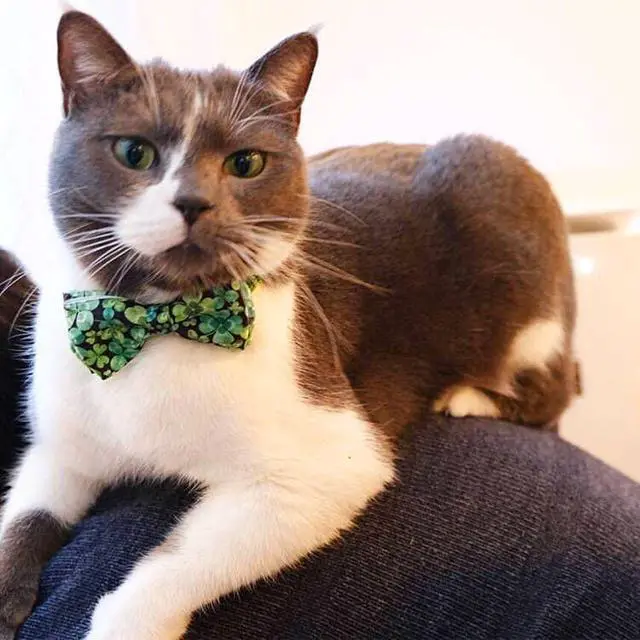 Alt view image 6 of 6 - St Patrick Day Dog Bow Tie with Collar, Irish Holiday Shamrock Lucky Collar for Boys and Girls Large Medium Pets Puppies (St. Patrick's Day, Large-(16-27") Neck * 1" Wide)