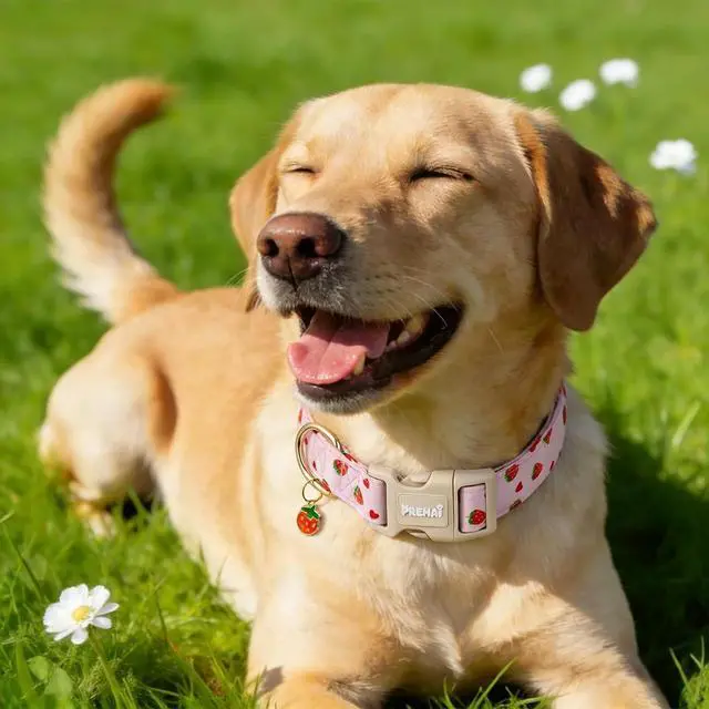 Alt view image 5 of 5 - PREHAI Pink Strawberry Dog Collar Sweet Spring Summer Collars with Cute Strawberries Pattern for Female Girl Small Medium Large Dogs S