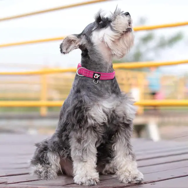 Alt view image 5 of 6 - azuza Reflective Dog Collar, Neoprene Padded Small Dog Collar, Hot Pink, S