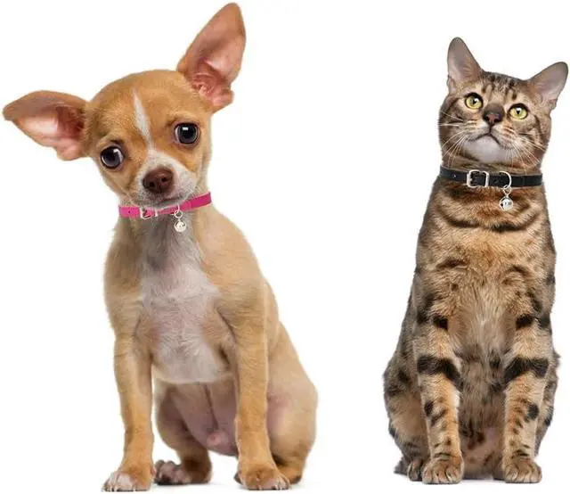 Alt view image 5 of 5 - XXS Dog Collar with Bell Boy Puppy Collars Cat Collars with Bells, Khaki | Basic Faux Leather, Removable Bell, Adjustable For XXS XS Small Medium Male Pet Dogs & Cats Kitten Tiny Animal