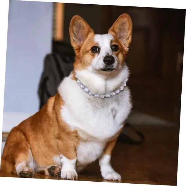 Alt view image 5 of 7 - Pearl Necklace for Small Dogs, Beaded Girl Cat Collar with Diamond White, S | Pet Pearl Necklace Diamond Crystal Pearl Dog Collar with Rhinestones Dog Kitten Jewelry Wedding Party Accessories
