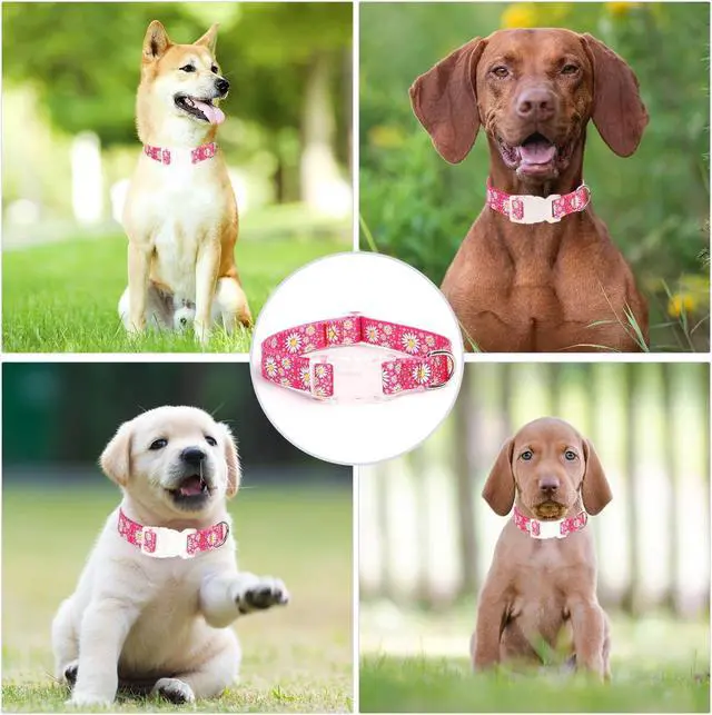 Alt view image 2 of 7 - Girl Dog Collars with Daisy Patterns, Cute Nylon Dog Collar for Puppy, Adjustable Soft Durable Pet Collars for Cat XS Small Medium Large Dogs (Light Blue, Large)