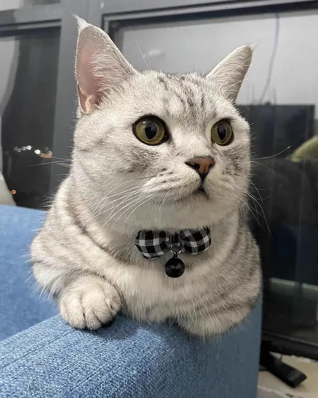 Alt view image 5 of 5 - 2 Pack Soft Breakaway Safety Cat CollarKitten Collar with Bell and Bow Tie,Adjustable Breakaway Cotton Collar for Kitty and Puppy (Plaid-Red Black)