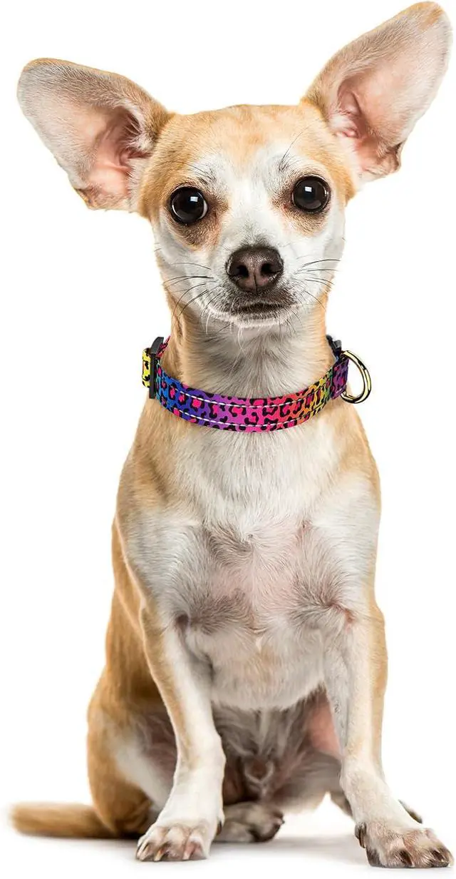 Alt view image 2 of 7 - Reflective Dog Collar, Adjustable Puppy Collar, Neon Leopard, XS | Neck Fit 8-12", Stylish Print Design, Heavy Duty Breathable Nylon, Soft Comfort Fit, Night Walking Safety, Outdoor Activities