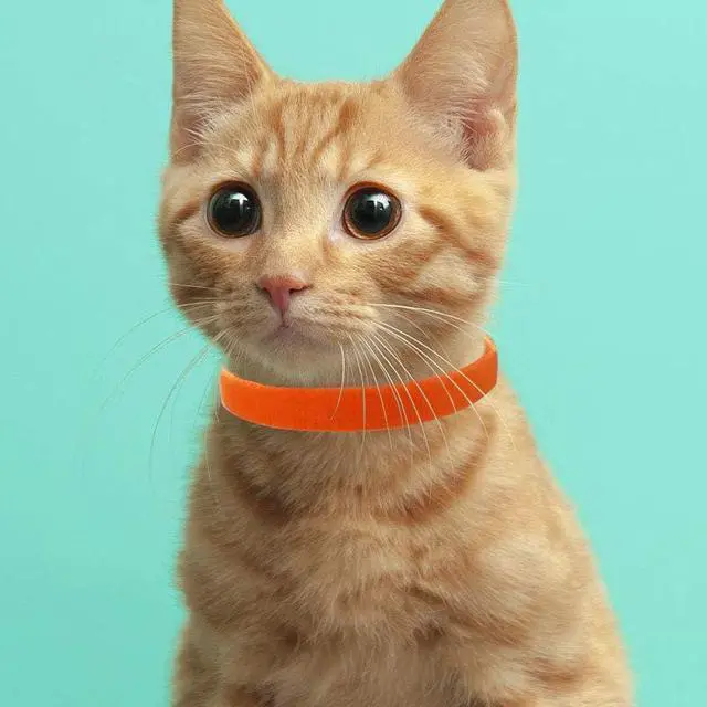 Alt view image 6 of 6 - 15 Colors Puppy ID Collars,Soft, Adjustable & ReusableSuitable for Newborn pet Dog Cats