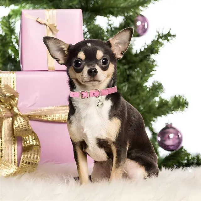Alt view image 2 of 5 - Purple XXS Dog Collar with Bell,Soft Pu Leather Female Puppy Collar with Bells Basic Girls Cat Collar with Bells for XXS XSmall Small Medium Pet Cats Kitten Tiny Animal Yorkie Chihuahua,XXSmall