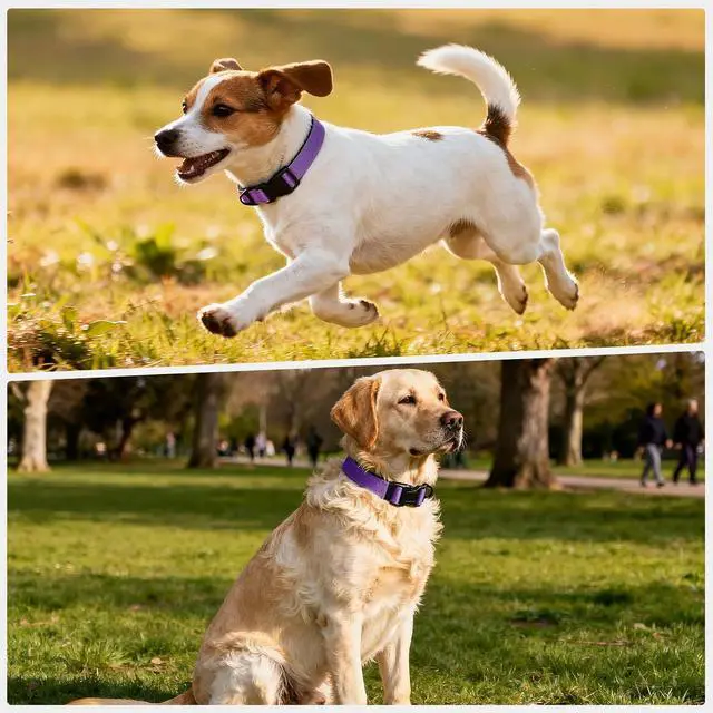 Alt view image 2 of 7 - Reflective Dog Collar with Quick Release Buckle - Metal Ring - Adjustable Soft Neoprene Padded Basic Dog Collar for Small Medium Large Dogs (Purple, Small :Width 1",Neck 11.8-15.7")