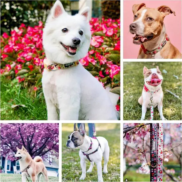 Alt view image 7 of 7 - Blueberry Pet Essentials Spring Scent Inspired Garden Floral Adjustable Dog Collar in Baby Pink, Large, Neck 18"-26"