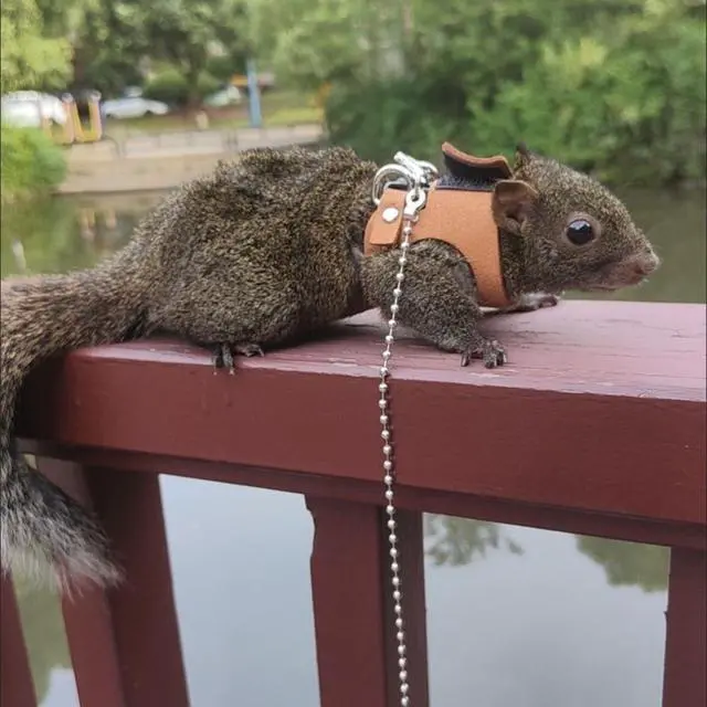 Alt view image 7 of 7 - 3 Pack Squirrel Harness and Leash Set - Adjustable Soft Leather & Traction Rope Strap Anti-Biting Chainfor Small Pet Walk Jogging Bearded Dragon Reptile Squirrel Rat
