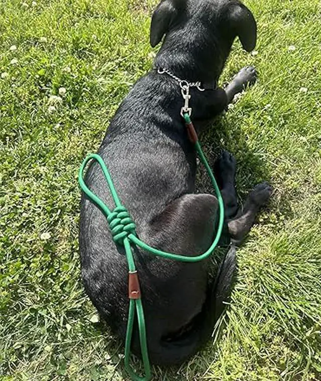 Alt view image 5 of 7 - Small Dog Leash 1/4" by 6/8/10FT Lightweight Strong Rope Leash | 6FT Puppy Lead Thin Round Rope Bright Classic for Small Pets /Puppy (Dark Green)