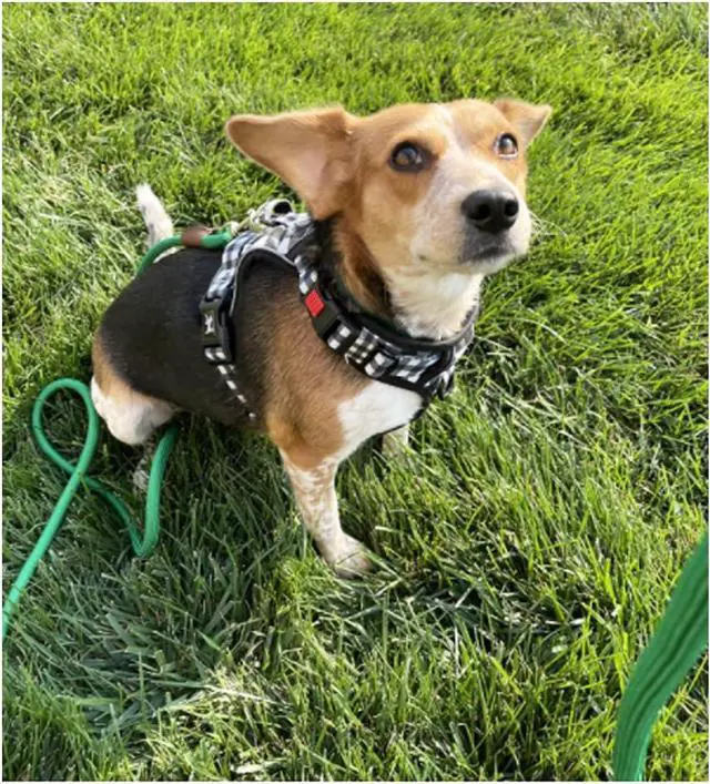 Alt view image 7 of 7 - Small Dog Leash 1/4" by 6/8/10FT Lightweight Strong Rope Leash | 6FT Puppy Lead Thin Round Rope Bright Classic for Small Pets /Puppy (Dark Green)