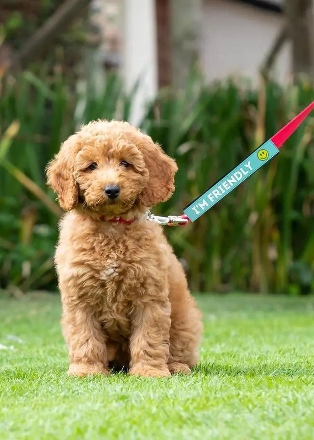 Alt view image 2 of 3 - Pet Leash Wrap - I'm Friendly