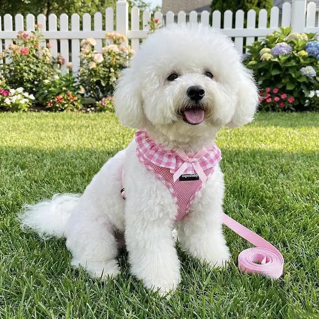 Alt view image 6 of 7 - SuperBuddy Upgraded Soft Mesh Dog Harness, Super Breathable Lightweight Pet Harnesses for Puppy Dogs Outdoor Walking, Pink Dog Harness and Dog Leash Set Packing -Small