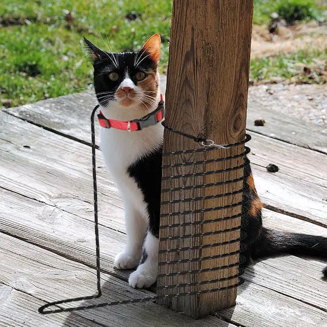 Alt view image 7 of 7 - Extra Long Cat Leash for Yard, Lightweight Outdoor Cat Leash Long Light Extension, Long Thin Lead for Rabbits, Kitten, Puppy and Small Animals (4.5M/ 15FT)
