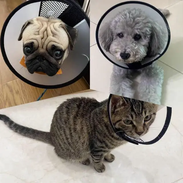 Alt view image 4 of 7 - 2 Pcs Cat Cone Dog Con,Adjustable Recovery Pet Cone,Fits Neck 7-11 inch Adjustable,Plastic Elizabethan Collar for Cats Kitten Small Dog After
