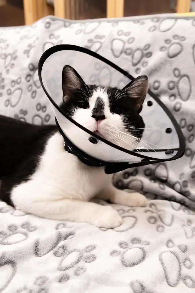 Alt view image 7 of 7 - Cat Cone Collar After Surgery to Stop Licking, Escape-Proof, Black Small | Soft Padded Neck, 180 Clear View, Quiet Button Closure, Adjustable Fit for Kittens and Adult Cats