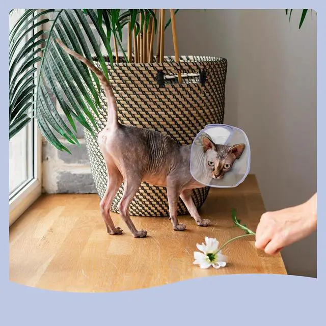 Alt view image 4 of 5 - Andiker Cat Cone Collar, Folding Adjustable Cat Recovery Collar with Drawstrings Lightweight Transparent Elizabeth Collar for Dogs and Cats Kittens to Stop Licking and Scratching (Purple, XS)