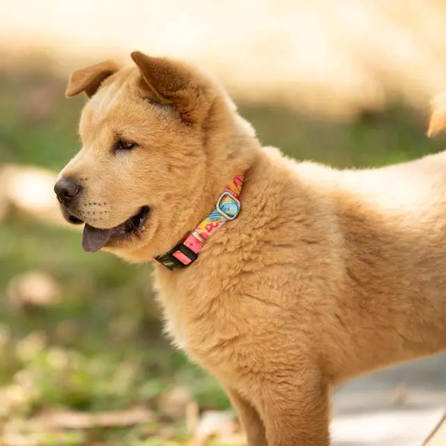 Alt view image 5 of 5 - Hyhug Design Pattern Martingale Collar for Small Dogs Escape - Proof| No Pull Durable for Outdoor Use, Ideal for Training & Daily Walks Small Dog Collar (Colorful Dog, XXS)