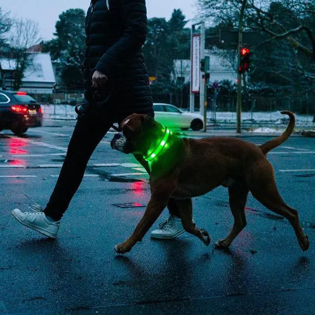 Alt view image 7 of 7 - Illumifun Light Up Dog Collar - USB Rechargeable Dog Light Glow in the Dark - High Visibility LED Dog Collar for Night Walking (Medium, Fluorescent Green)