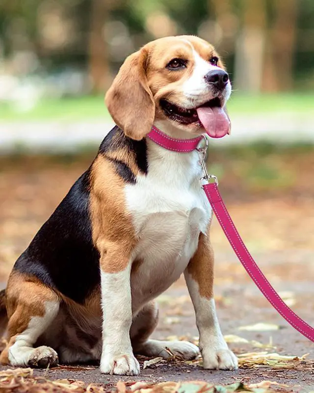 Alt view image 6 of 7 - Taglory Reflective Dog Leash for Small Dogs, 3/4in x 4ft, Hot Pink | Ideal for Night Walking, Strong for Sudden Pulls, Lightweight & Gentle on the Neck, Soft Padded Handle