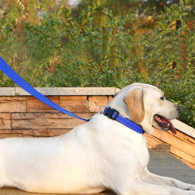 Alt view image 3 of 6 - 6 FT Basic Dog Leash for Medium Dogs,Padded Handle,Blue | Padded Handle,Metal D-Ring,Heavy Duty Nylon Webbing, for Walking & Training