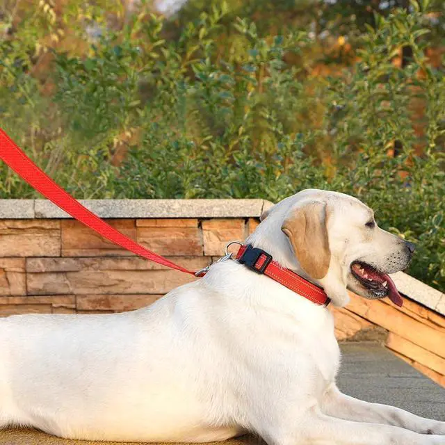 Alt view image 3 of 6 - 6 FT Basic Dog Leash for Medium Dogs,Red | Padded Handle,Metal D-Ring,Heavy Duty Nylon Webbing, for Walking & Training
