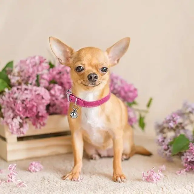 Alt view image 4 of 5 - Navy Blue Small Dog Collar with Bell Faux Leather Puppy Collar with Bells Adjustable Buckle Kitten Cat Collars for XXS XS Tiny Little Extra Small Breed Boys Girls Pets Like Chihuahua, S