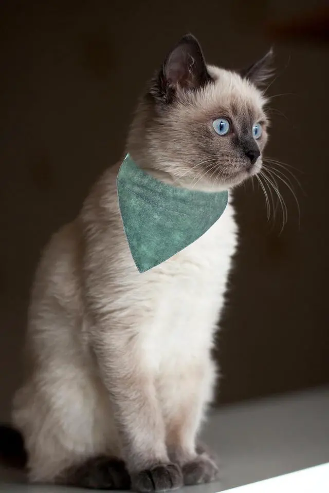 Alt view image 3 of 4 - Cat Collars Breakaway with Bandana Bell Flower Pet Kitten Adjustable