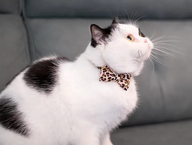 Alt view image 4 of 6 - Collar for Cat Pet Breakaway with Bell Bowtie Detachable Bow Adjustable Safety Kitten Puppy Girl Boy 2pcs Pink Leopard & Pure