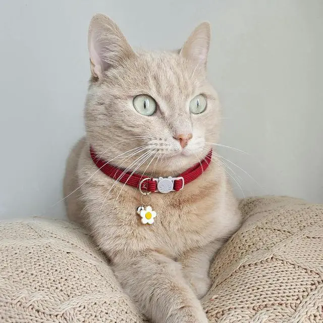 Alt view image 2 of 5 - 2 Pack Cat Collar with Bells, Corduroy Adjustable Kitten Collars with Breakaway Safety Buckle for Boy Girl Cats-Red Pink