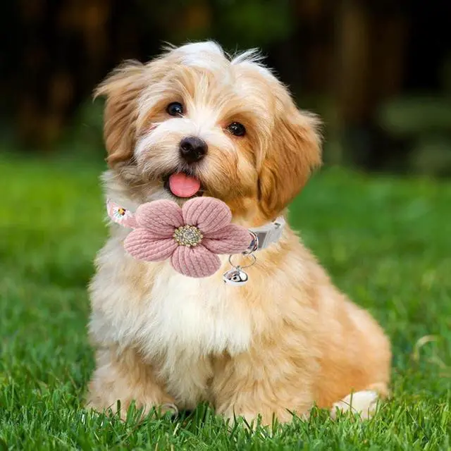 Alt view image 6 of 7 - Pink Puppy Collar with Bell, Girl Dog Collar Cute XS Dog Collar Bells Soft Cat Collars Adjustable for XXS XS Small Tiny Male Kitten Dogs Pet Animal