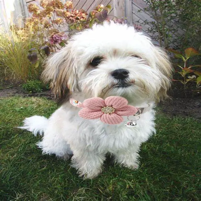 Alt view image 7 of 7 - Pink Puppy Collar with Bell, Girl Dog Collar Cute XS Dog Collar Bells Soft Cat Collars Adjustable for XXS XS Small Tiny Male Kitten Dogs Pet Animal