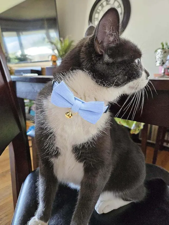 Alt view image 6 of 7 - Breakaway Cat Collar with Bow Tie and Bell Adjustable Soft Corduroy Kitten Collars for Girl Boy Cats