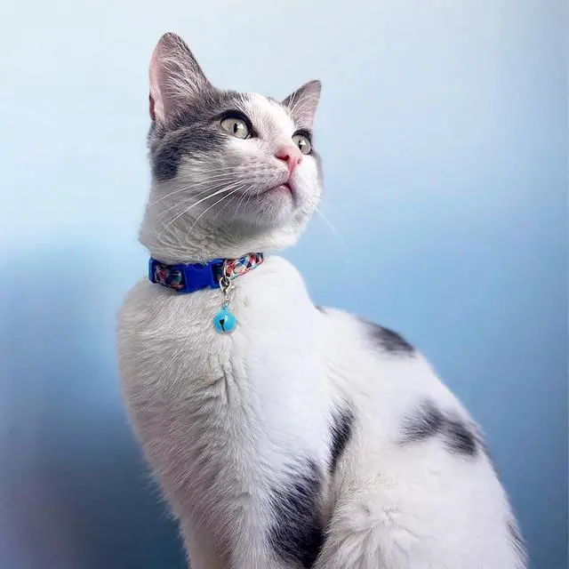 Alt view image 6 of 7 - Jaczora 50 PACK Pet Bells for Cat Dog, Round Bell with Loud Crisp Sound Multicolor Cat Dog Collar Charm Pet Pendant Accessories Jingle Bell for Christmas Decoration