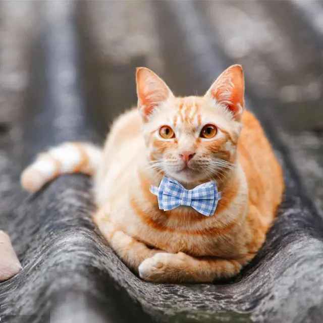 Alt view image 4 of 7 - AIITLE Breakaway Cat Collar with Bow Tie, Detachable Kitten Collars, Blue | Quick-Release Safety Buckle, Adjustable Collars, Plaid Pattern, Lightweight, for Kittens, Daily Wear, Parties, Holidays