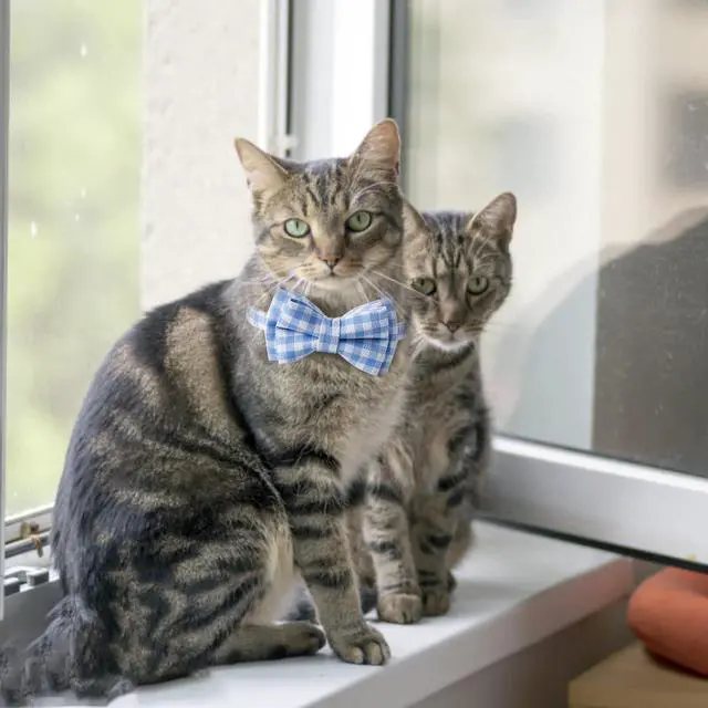 Alt view image 5 of 7 - AIITLE Breakaway Cat Collar with Bow Tie, Detachable Kitten Collars, Blue | Quick-Release Safety Buckle, Adjustable Collars, Plaid Pattern, Lightweight, for Kittens, Daily Wear, Parties, Holidays