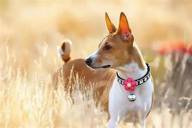 Alt view image 5 of 7 - Dog Collar with Bell, Pink Girl Puppy Leash Nylon Small Dog Collars Bell | Leash for Small Dogs, Kitten Collar Adjustable For XXS XS S Tiny Little Puppies Animals