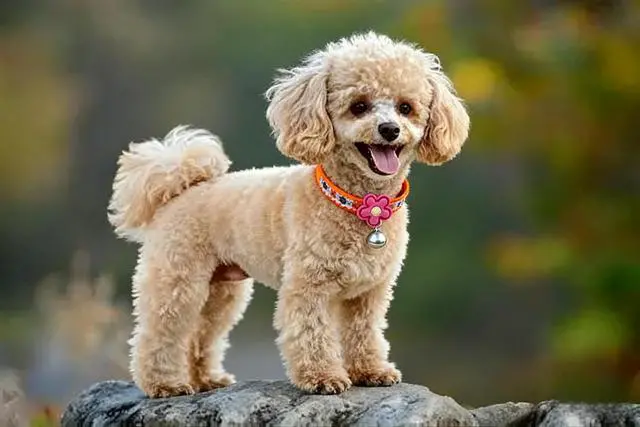 Alt view image 4 of 7 - Dog Collar with Bell, Pink Girl Puppy Leash Nylon Small Dog Collars Bell | Leash for Small Dogs, Kitten Collar Adjustable For XXS XS S Tiny Little Puppies Animals